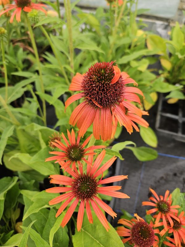 Echinacea purpurea ‘Orange Skipper’ Echinacea purpurea ‘Orange Skipper’