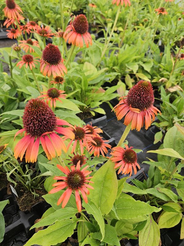 Echinacea purpurea ‘Orange Skipper’2 Echinacea purpurea ‘Orange Skipper’