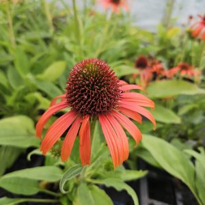 Echinacea purpurea ‘Orange Skipper’