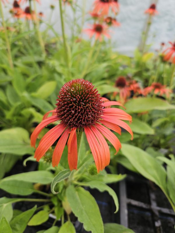 Echinacea purpurea ‘Orange Skipper’3 Echinacea purpurea ‘Orange Skipper’