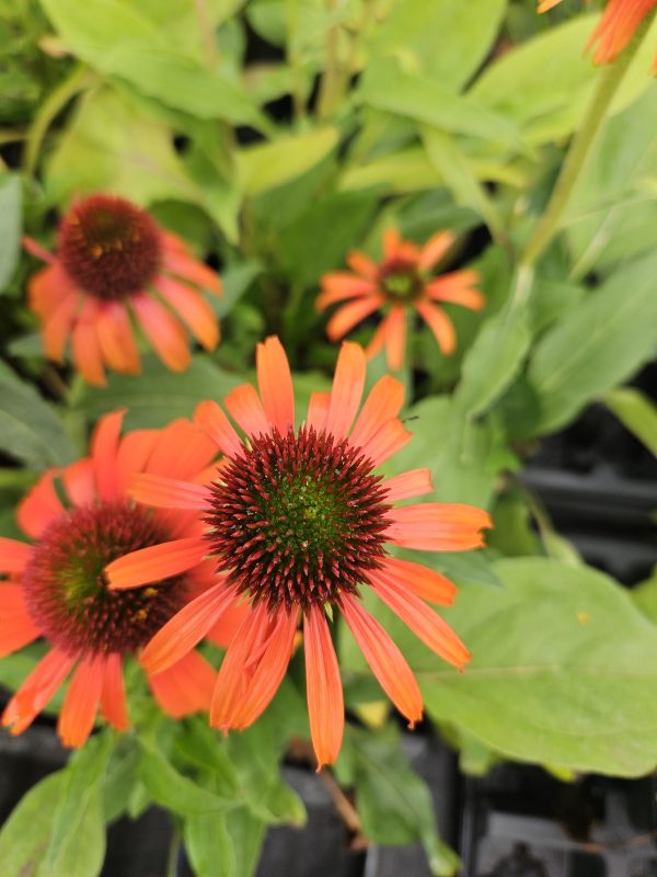 Echinacea purpurea ‘Orange Skipper’4 Echinacea purpurea ‘Orange Skipper’