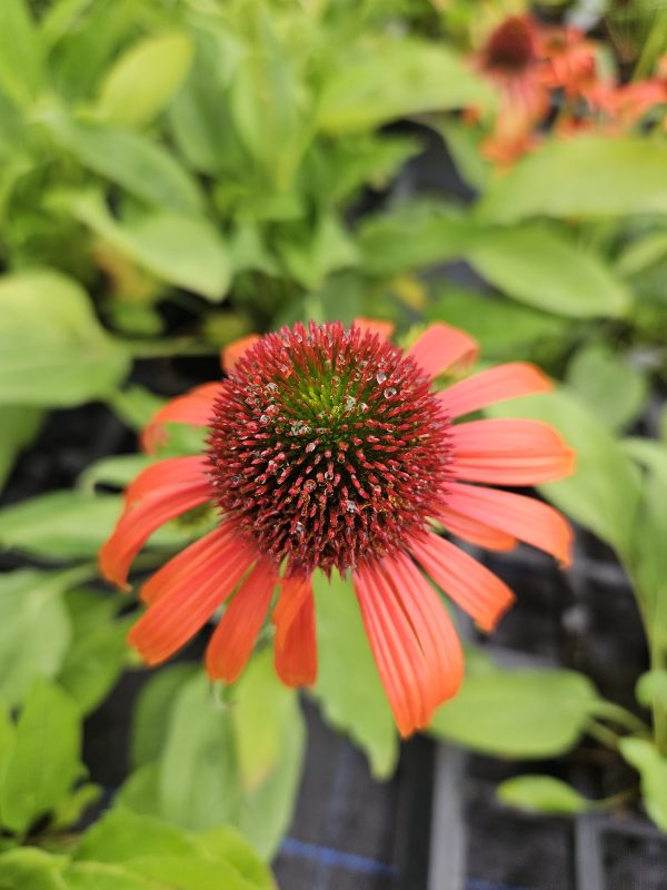Echinacea purpurea ‘Orange Skipper’5 Echinacea purpurea ‘Orange Skipper’