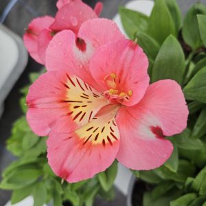 Alstroemeria Inticancha 'Malaga'