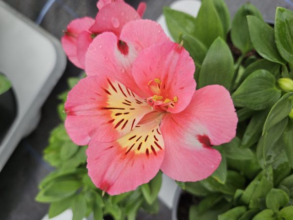 Inticancha malaga Alstroemeria Inticancha 'Malaga'