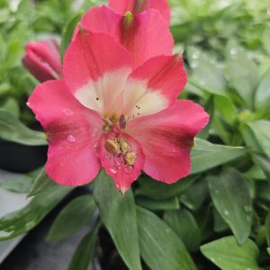 Alstroemeria Inticancha 'Romance'