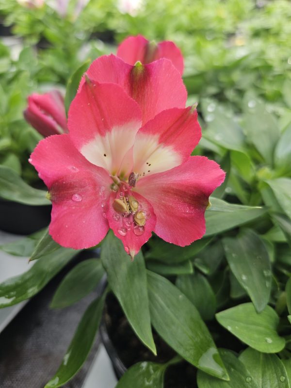 Inticancha romance Alstroemeria Inticancha 'Romance'