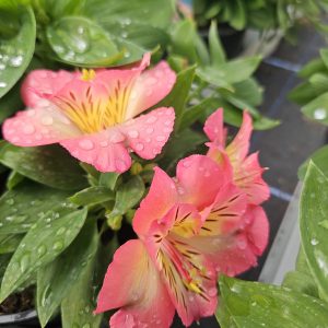 Alstroemeria Inticancha 'Sunshine'