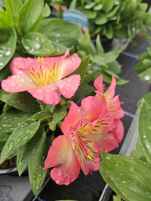 Inticancha sunshine Alstroemeria Inticancha 'Sunshine'