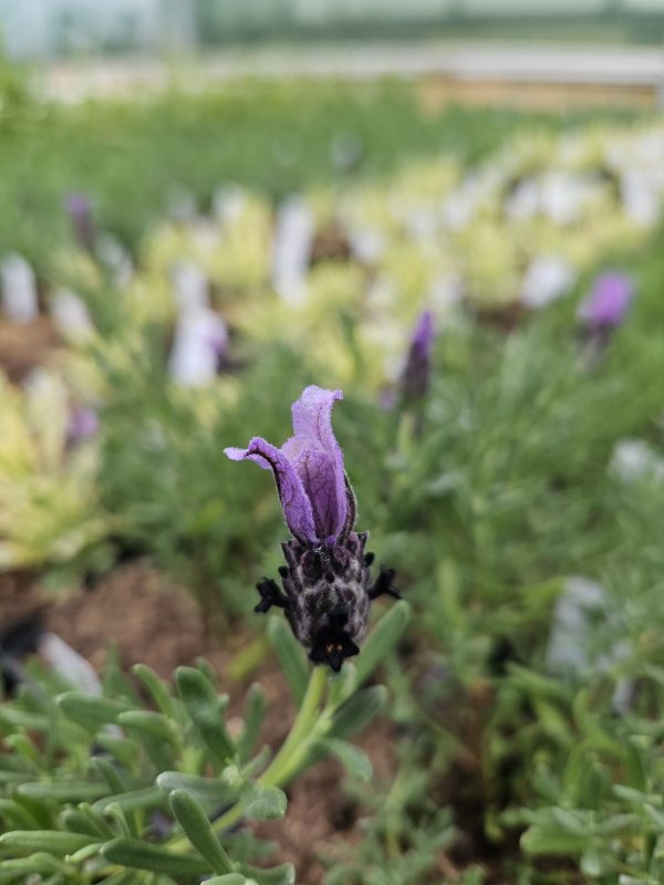 Lavandula stoechas 'Lavita Compact Blue'
