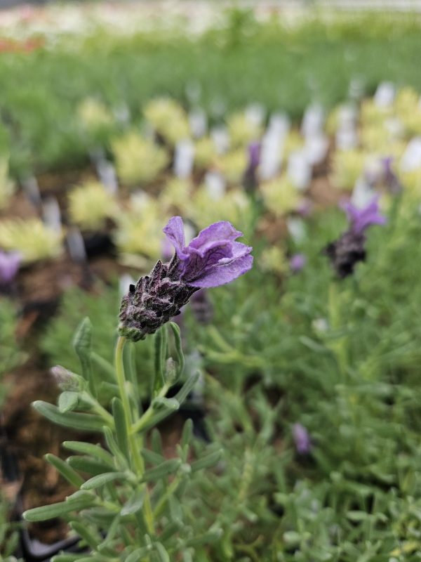 Lavandula stoechas 'Lavita Compact Blue' 2