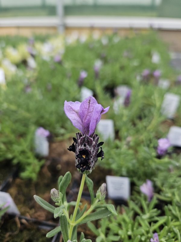 Lavandula stoechas 'Lavita Compact Blue' 3
