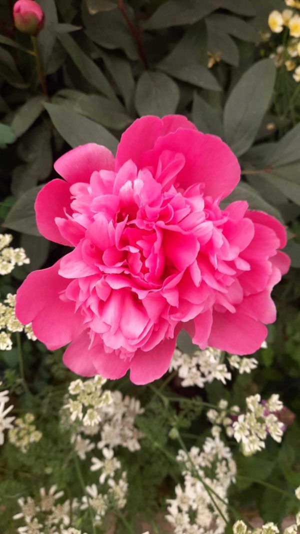 Paeonia 'Amabilis' 2