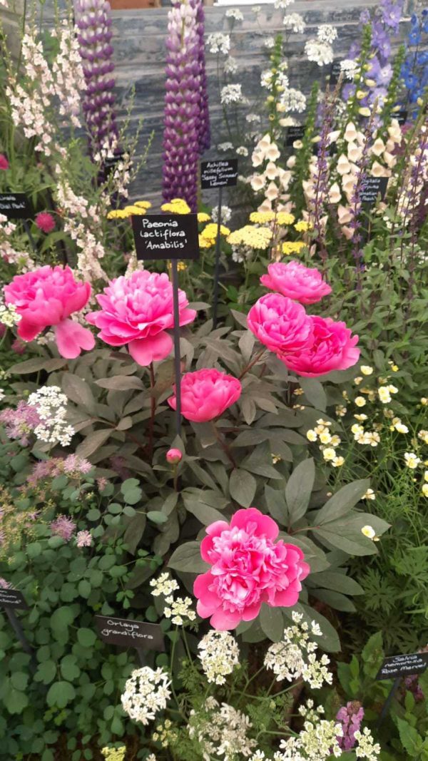 Paeonia 'Amabilis'