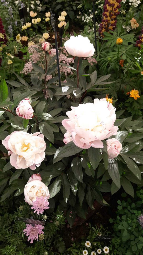 Paeonia lactiflora 'Gardenia'