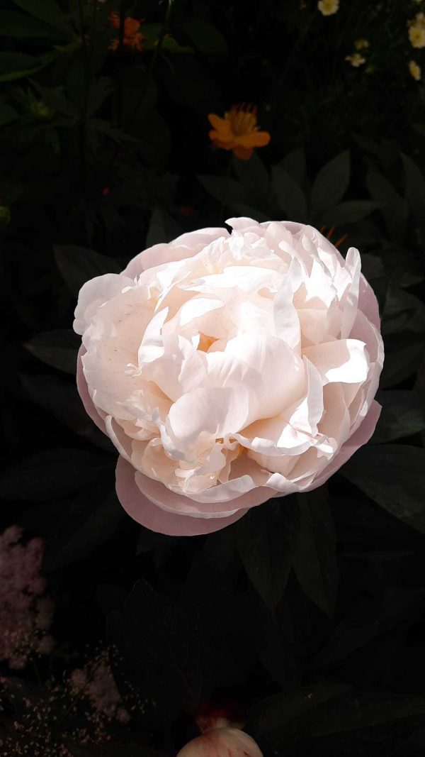 Paeonia lactiflora 'Gardenia'2