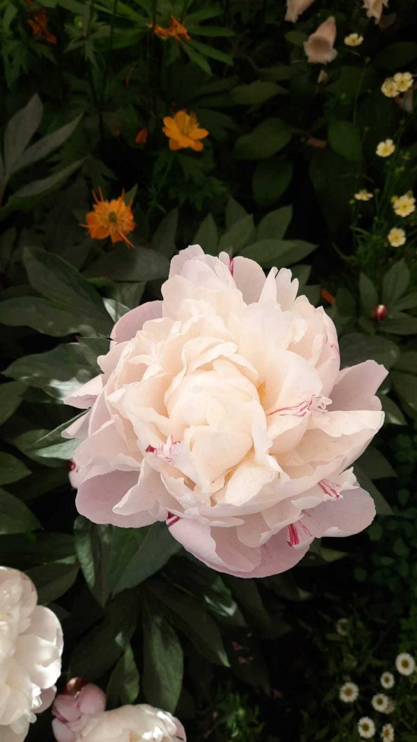 Paeonia lactiflora 'Gardenia'3