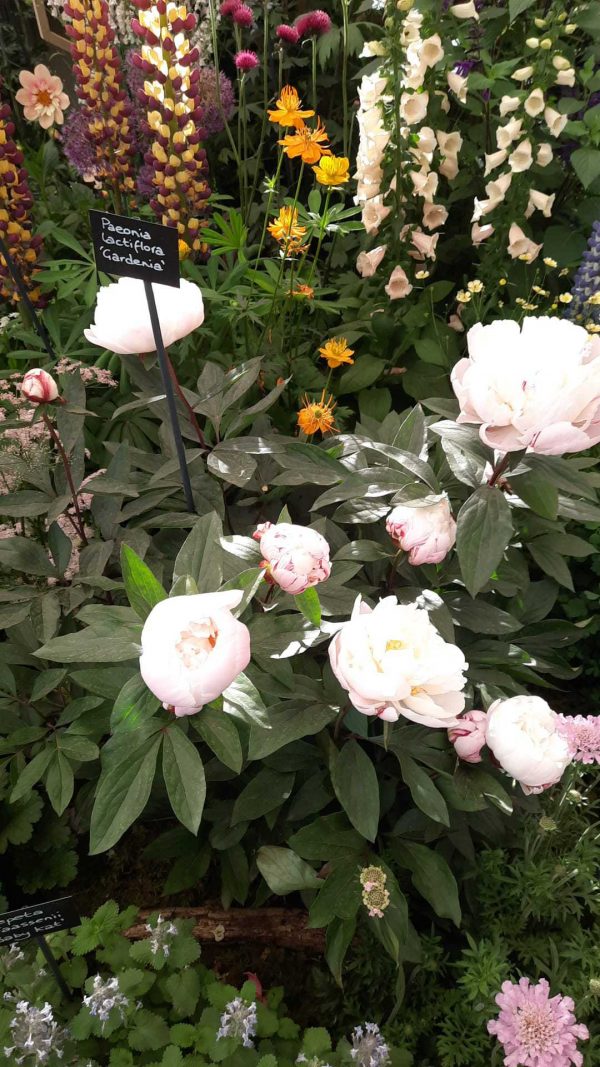 Paeonia lactiflora 'Gardenia'4