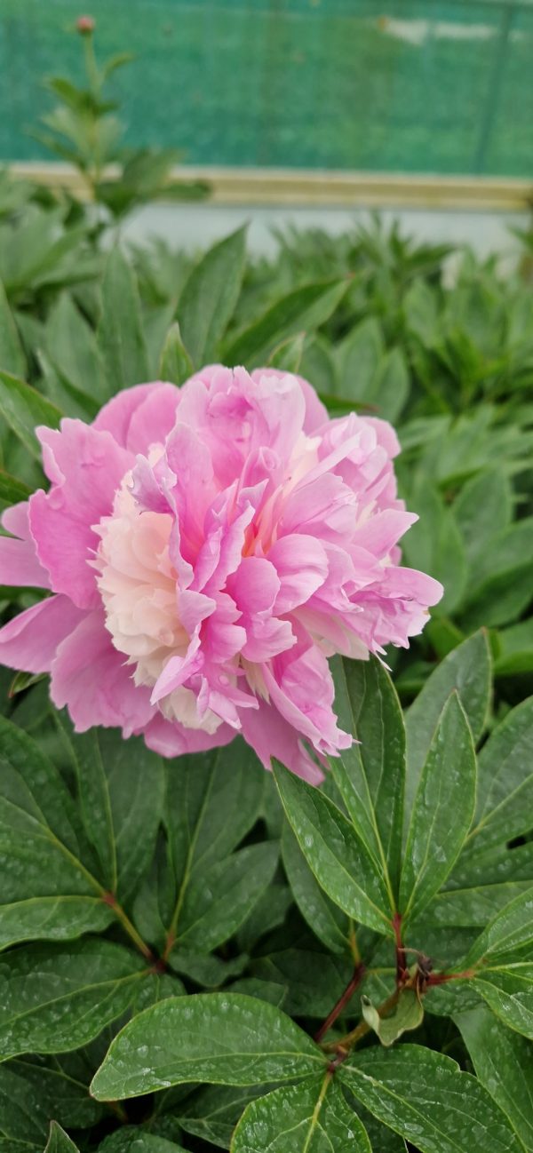 Paeonia lactiflora 'Sorbet'