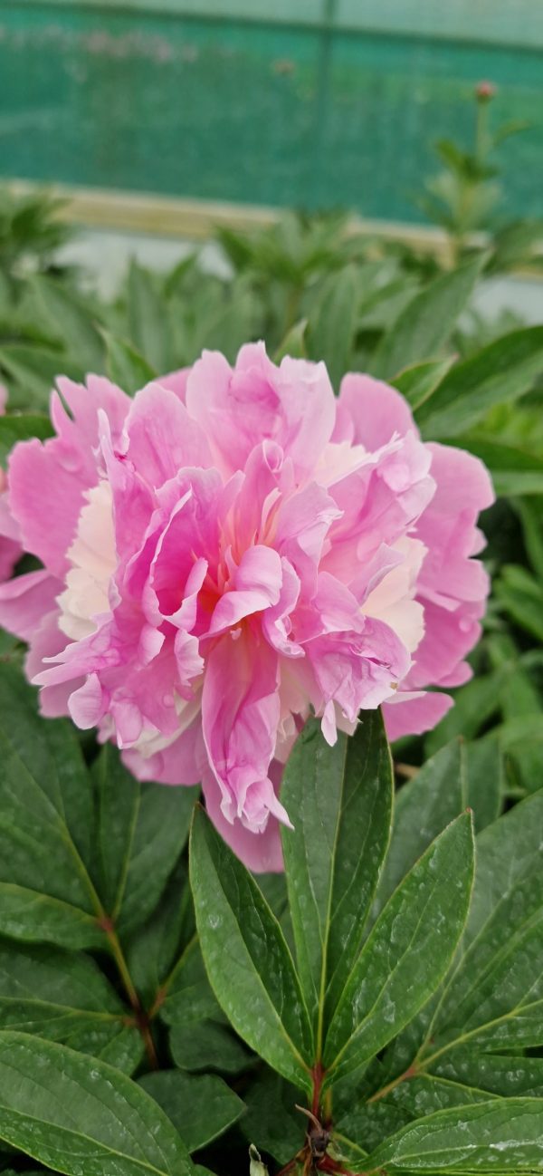 Paeonia lactiflora 'Sorbet'2
