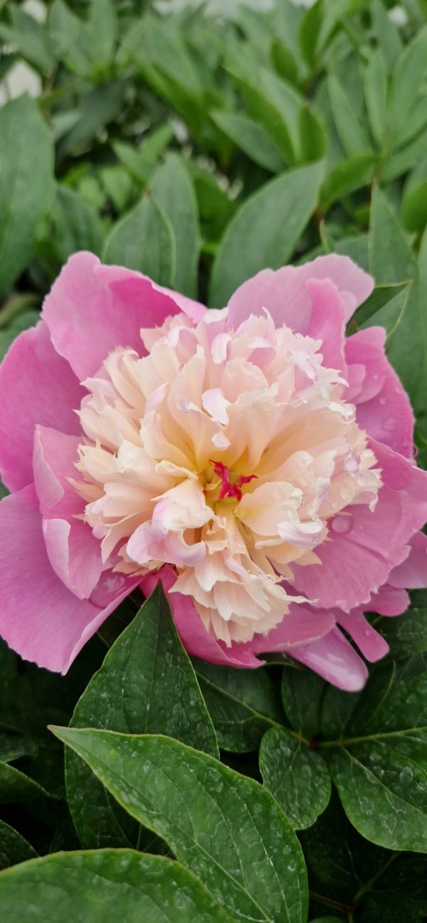 Paeonia lactiflora 'Sorbet'3