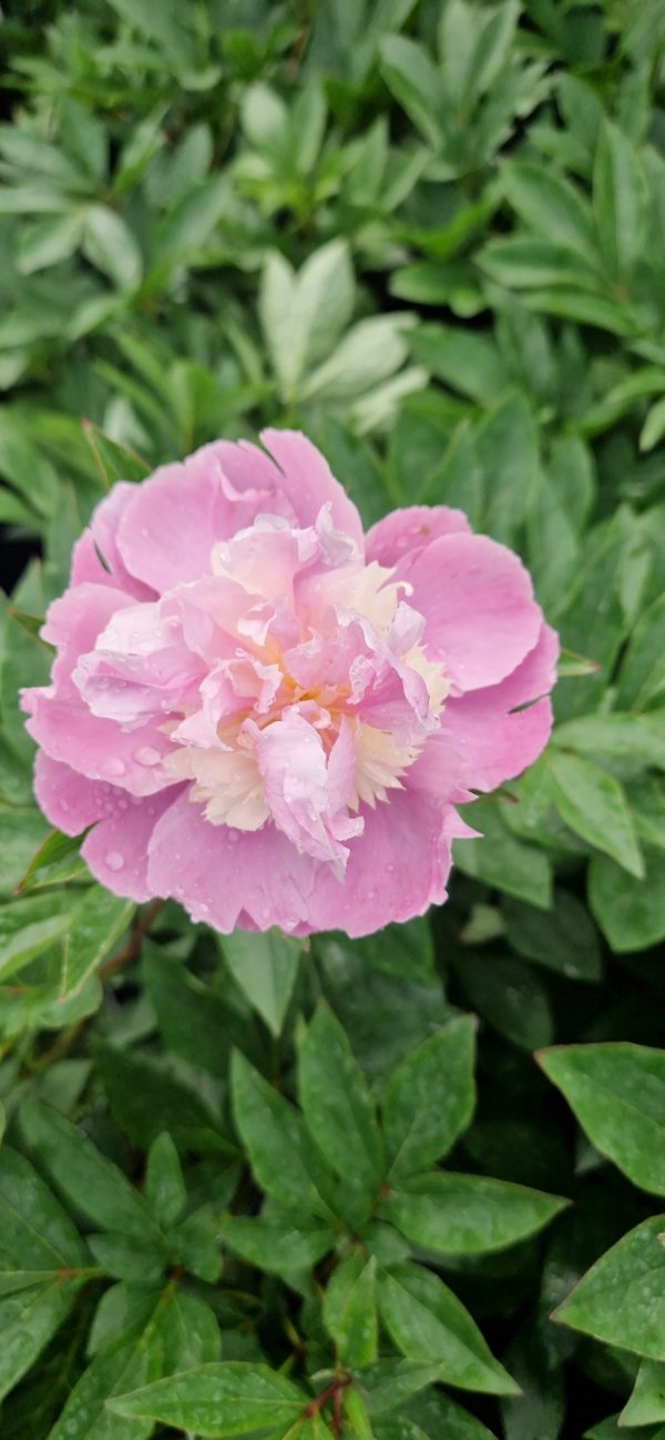 Paeonia lactiflora 'Sorbet'4