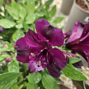 Alstroemeria Inticancha 'Paraiso'