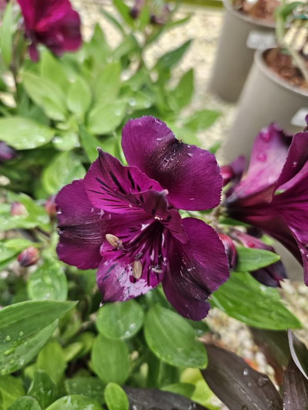 Paraiso Alstroemeria Inticancha 'Paraiso'