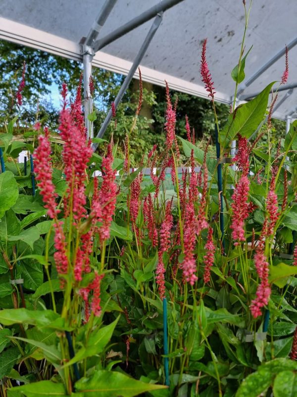 Persicaria amplexicaulis 'Orange Field'('Orangofield' PBR)