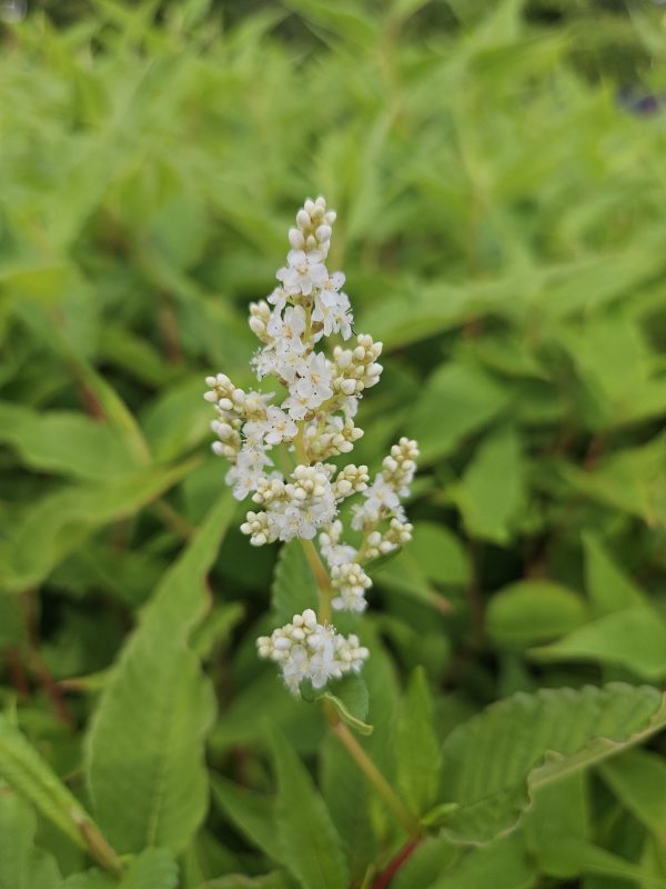 Persicaria polymorpha