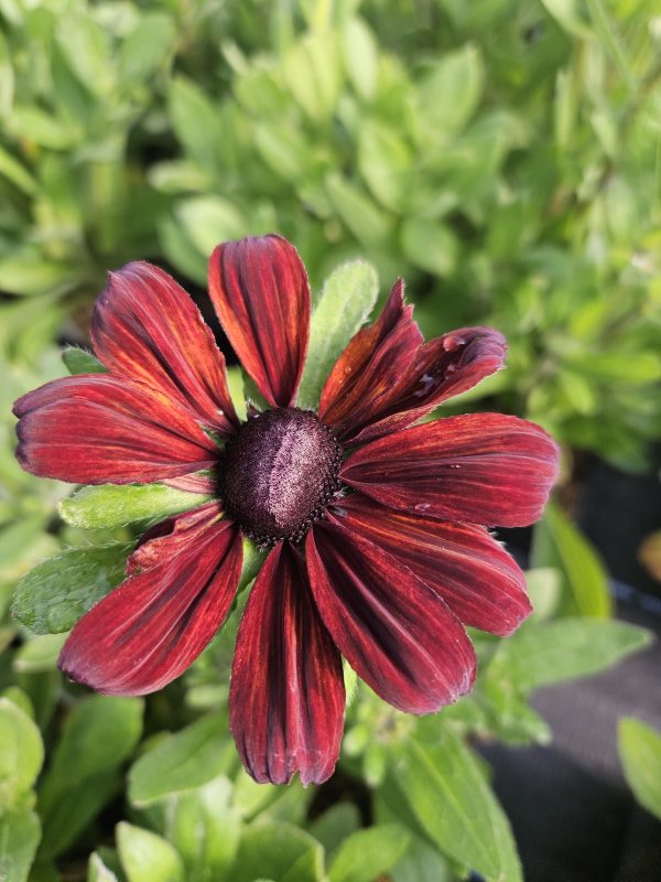 Rudbeckia 'Summerina Pumpernickel'