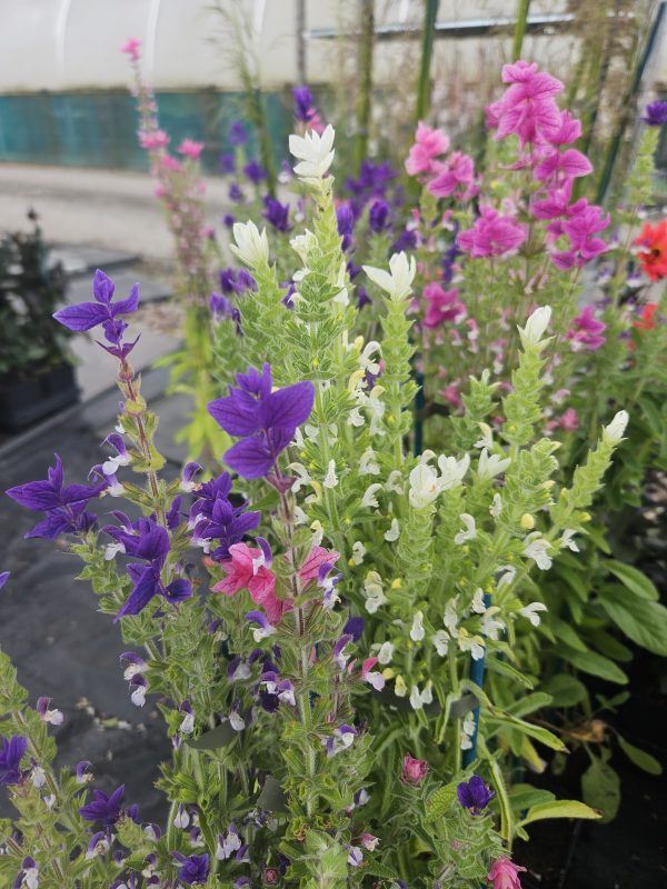 Salvia viridis 'Sagitta Formula Mix'