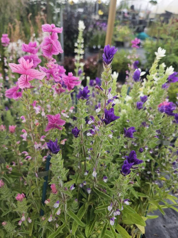 Salvia viridis 'Sagitta Formula Mix'