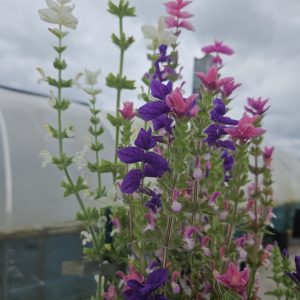 Salvia viridis 'Sagitta Formula Mix'