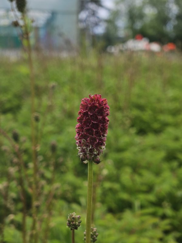Sanguisorba 'Proud Mary' 2