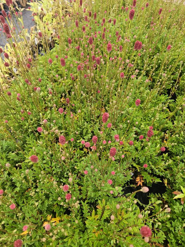 Sanguisorba 'Proud Mary' Sanguisorba 'Proud Mary'