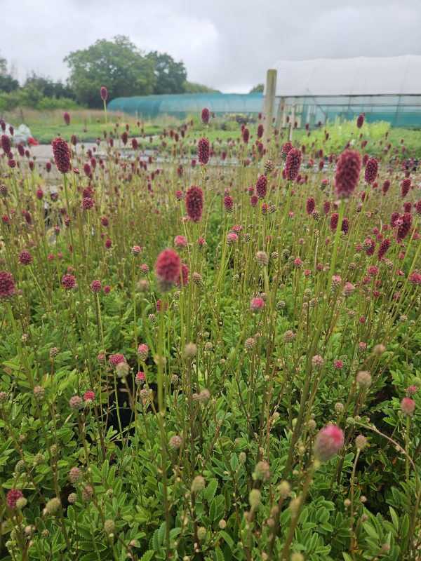 Sanguisorba 'Proud Mary'2 Sanguisorba 'Proud Mary'