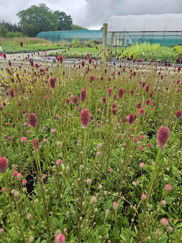 Sanguisorba 'Proud Mary'3 Sanguisorba 'Proud Mary'