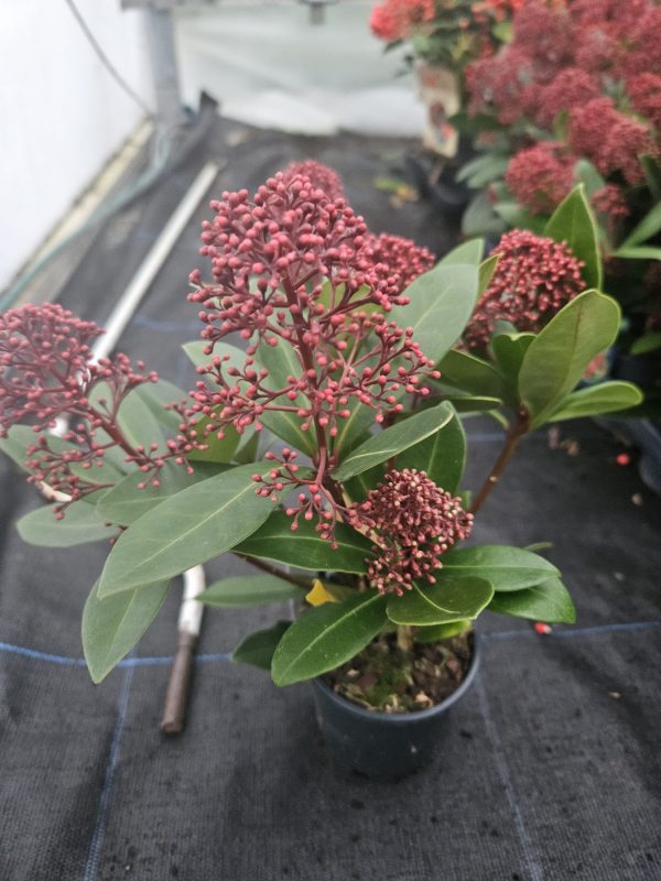 Skimmia japonica 'Rubella