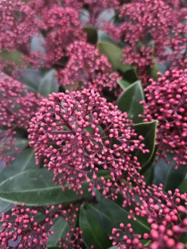 Skimmia japonica 'Rubella2 Skimmia japonica 'Rubella