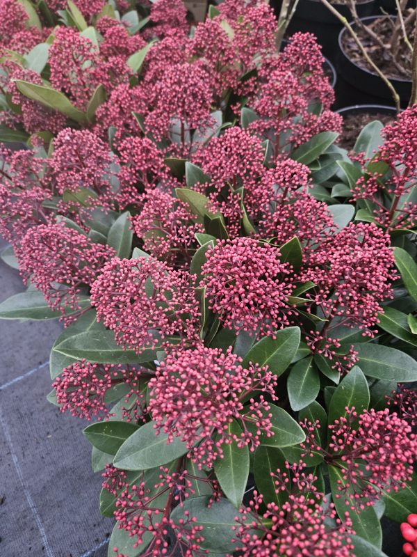 Skimmia japonica 'Rubella