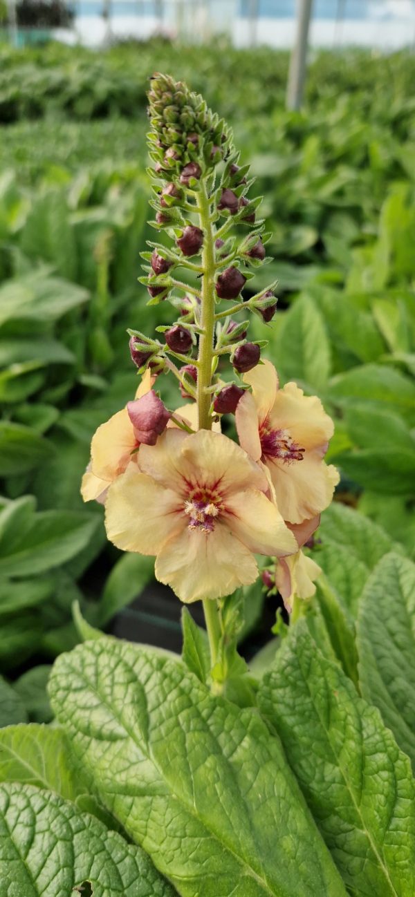 Verbascum 'Honey Dijon'