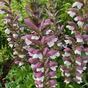 Acanthus hungaricus White Lips