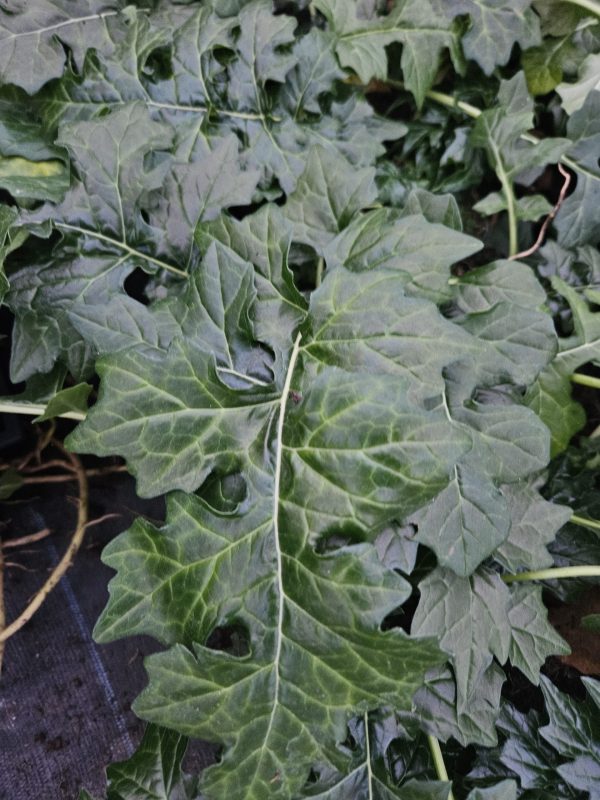 Acanthus hungaricus 'White Lips'2 Acanthus hungaricus 'White Lips'