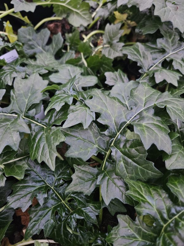 Acanthus hungaricus 'White Lips'3 Acanthus hungaricus 'White Lips'