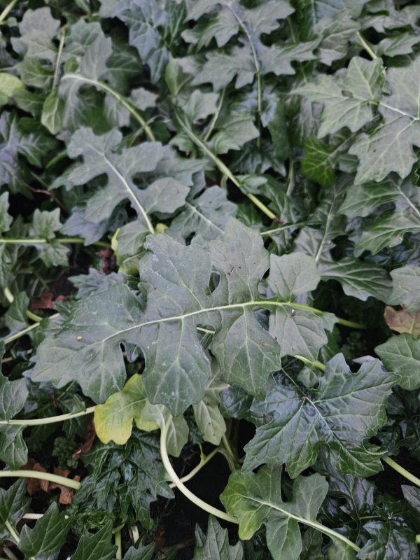 Acanthus hungaricus 'White Lips'4 Acanthus hungaricus 'White Lips'