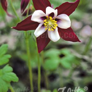 Aquilegia 'Swan Burgundy and White'