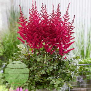 Astilbe chinensis 'Vision Vulcano'