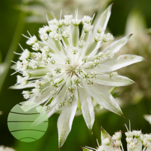 Astrantia major 'Sparkling Stars White'