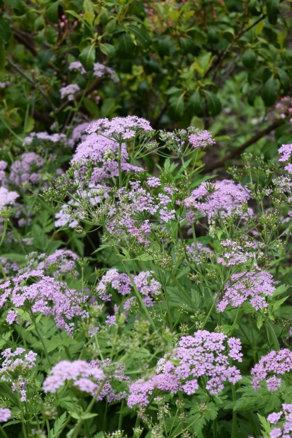 Chaerophyllum hirsutum 'Roseum'