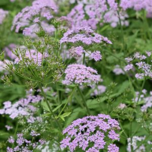 Chaerophyllum hirsutum 'Roseum'